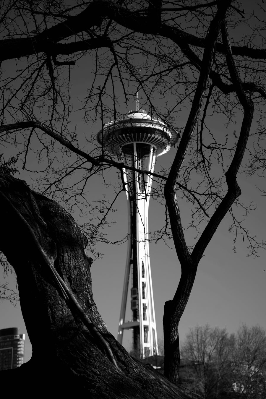 Needle Through the Tree