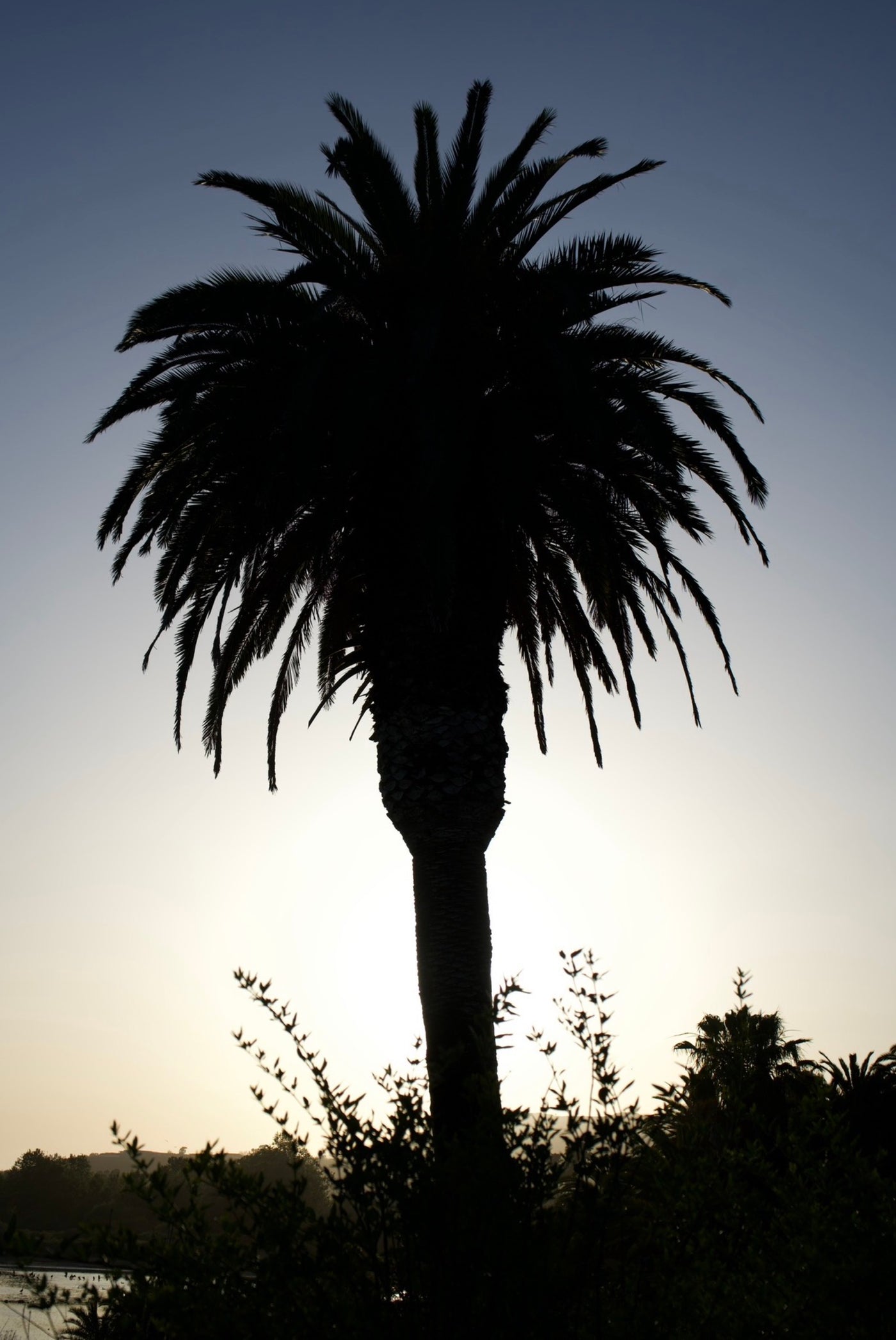 Palm Trees with a Calm Breeze