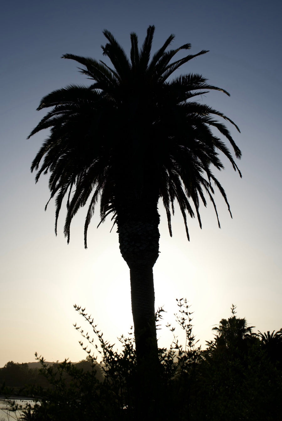 Palm Trees with a Calm Breeze