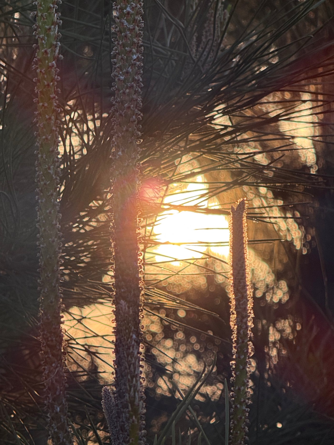 Sunny Pines