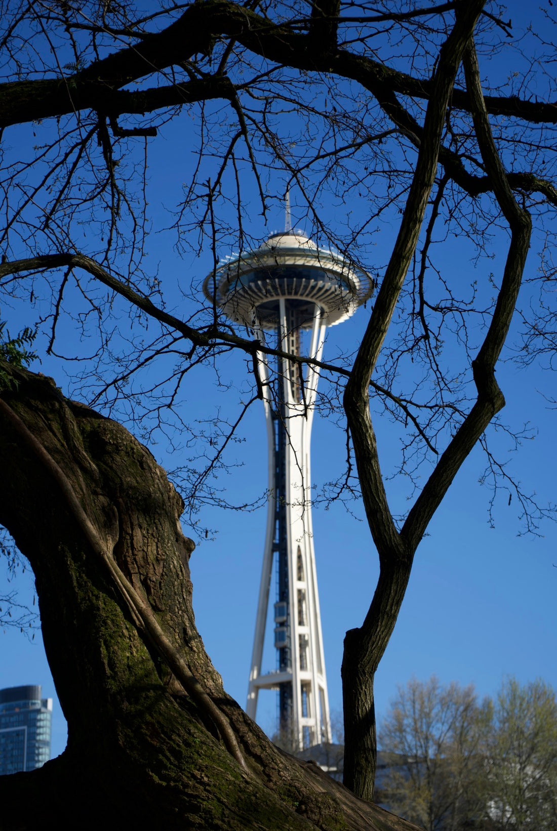 Needle Through the Tree